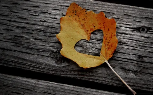 Крутые Осень Обои на телефон лист на деревянной поверхности
