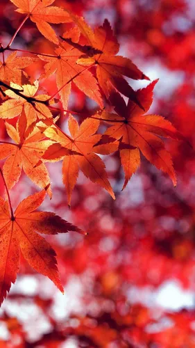 Крутые Осень Обои на телефон крупный план некоторых листьев
