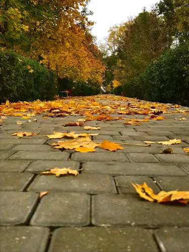 Крутые Осень Обои на телефон каменная дорожка с опавшими листьями