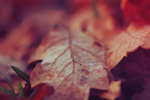 Крутые Осень Обои на телефон крупный план красного листа