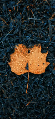 Крутые Осень Обои на телефон коричневый лист на черной поверхности