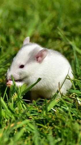Крыса Обои на телефон белая мышь в траве