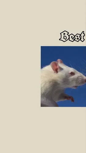 Крыса Обои на телефон белая мышь с синим фоном