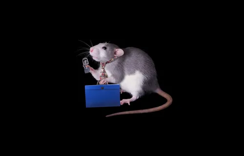 Крыса Обои на телефон крыса на весах
