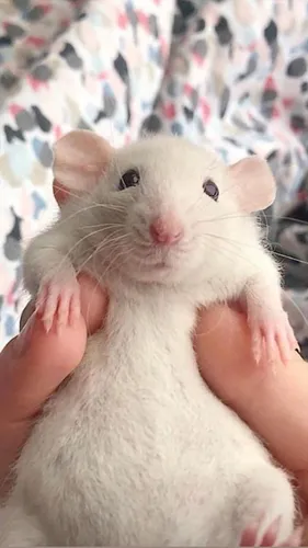 Крыса Обои на телефон человек, держащий белую мышь