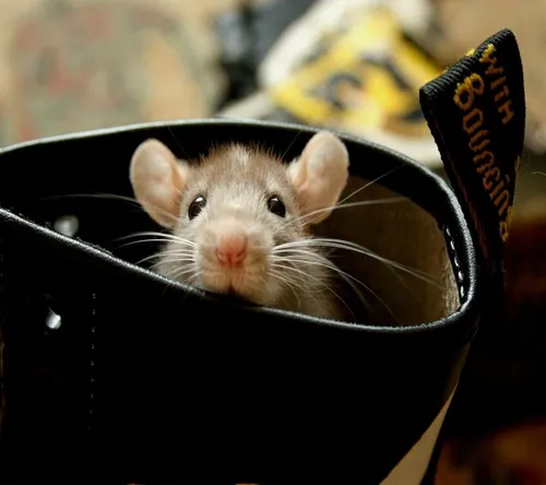 Крыса Обои на телефон мышь в корзине