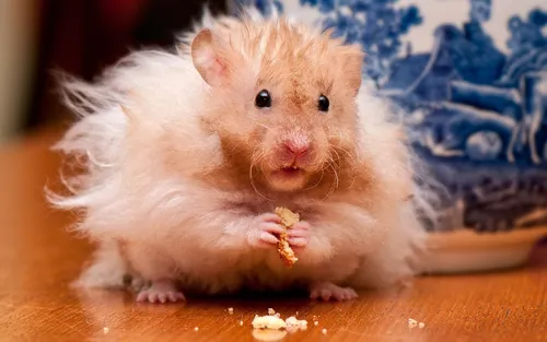 Крыса Обои на телефон маленький грызун ест пищу