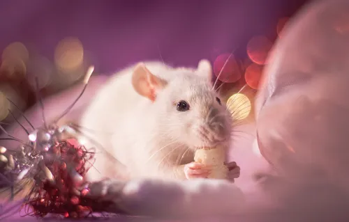 Крыса Обои на телефон белая мышь ест