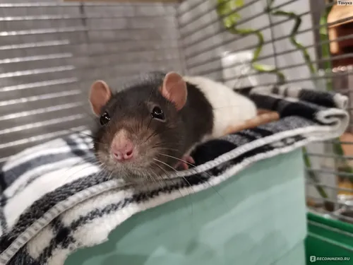 Крыса Обои на телефон мышь на одеяле