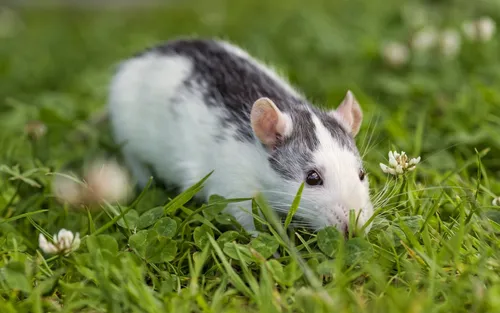 Крыса Обои на телефон маленькое белое животное, поедающее цветок