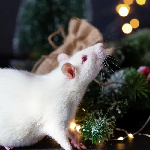 Крыса Обои на телефон белая мышь со шнурком во рту