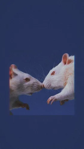 Крыса Обои на телефон две белые мыши на синем фоне