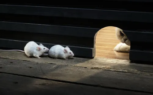 Крыса Обои на телефон группа белых мышей на деревянной поверхности