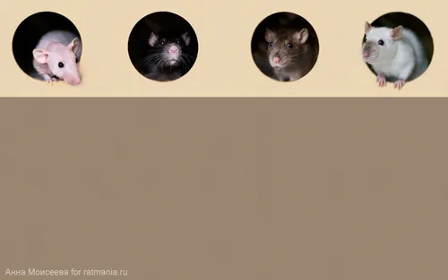 Крыса Обои на телефон коллаж мыши
