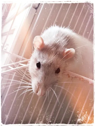 Крыса Обои на телефон грызун в клетке