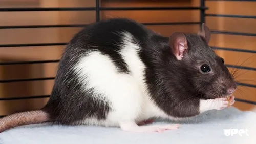 Крыса Обои на телефон черно-белая мышь