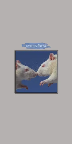 Крыса Обои на телефон мышь на экране