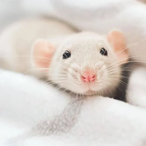 Крыса Обои на телефон белый грызун в одеяле