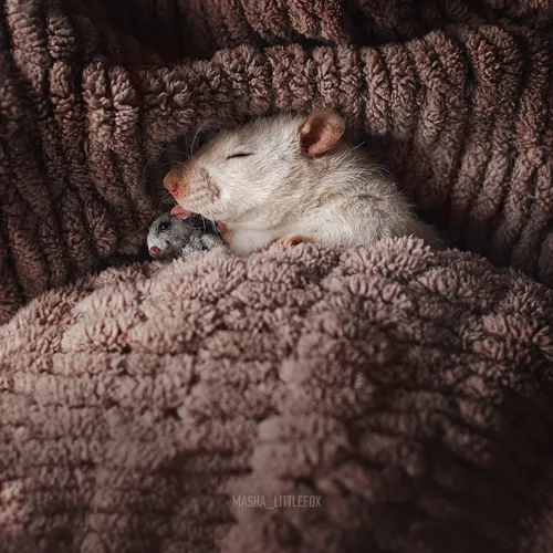 Крыса Обои на телефон белый грызун, лежащий на одеяле