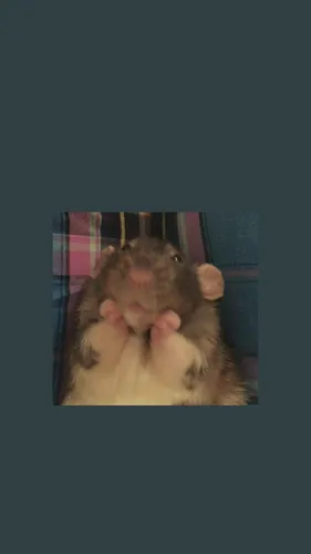Крыса Обои на телефон хомяк в клетке