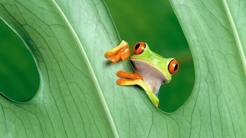 Лягушка Обои на телефон лягушка на листе