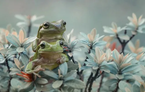 Лягушка Обои на телефон лягушка на растении