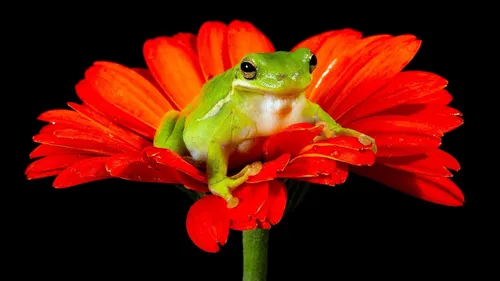 Лягушка Обои на телефон лягушка на красном цветке