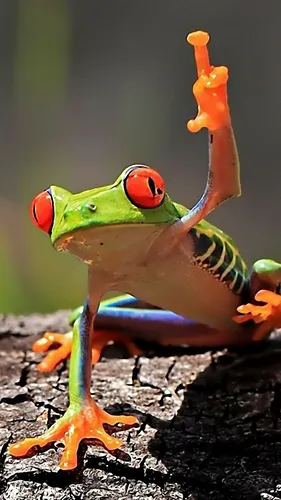 Лягушка Обои на телефон лягушка с морковкой на голове