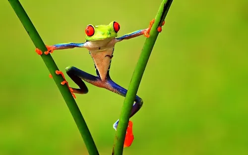 Лягушка Обои на телефон зеленое насекомое с красными глазами