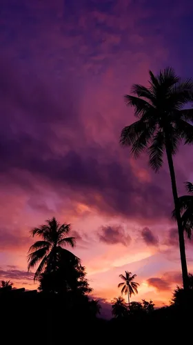 Майами Обои на телефон пальмы и закат