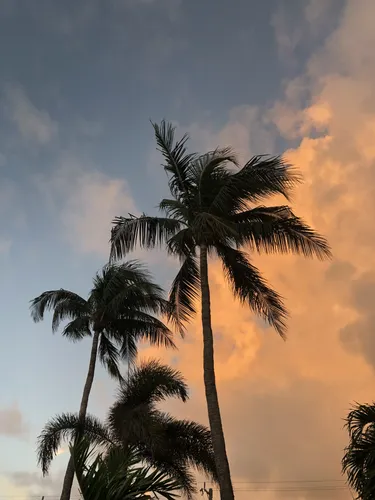 Майами Обои на телефон группа пальм