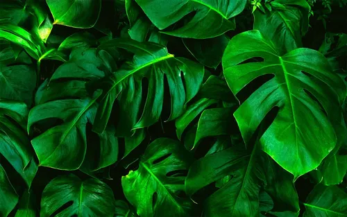 Монстера Обои на телефон группа зеленых листьев