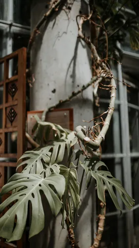 Монстера Обои на телефон растение с листьями