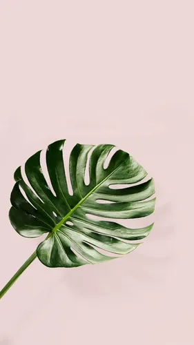 Монстера Обои на телефон зеленое растение на белом фоне