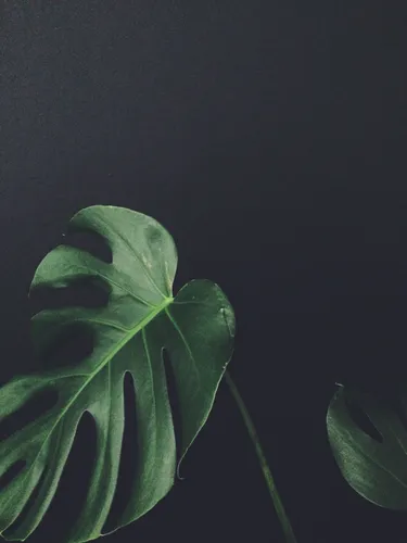 Монстера Обои на телефон зеленое растение с лицом