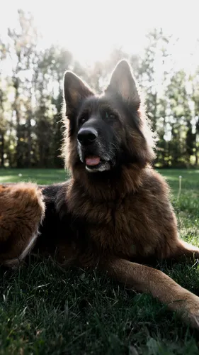 Немецкая Овчарка Обои на телефон собака, лежащая в траве