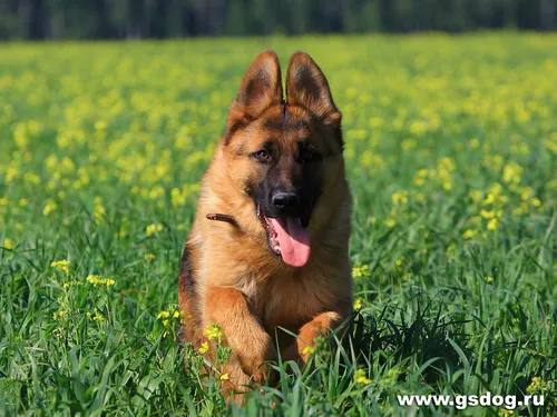 Немецкая Овчарка Обои на телефон собака сидит в травяном поле