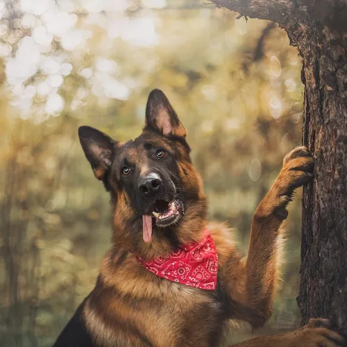 Немецкая Овчарка Обои на телефон собака с красной банданой на шее сидит на дереве