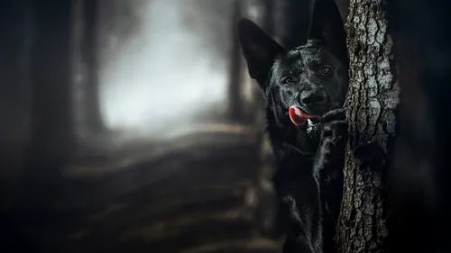 Немецкая Овчарка Обои на телефон черная собака с высунутым языком