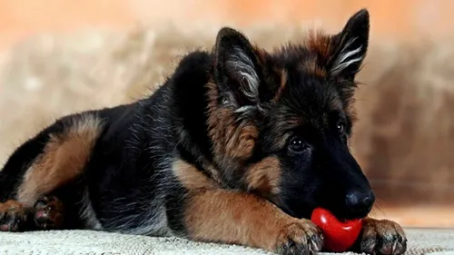 Немецкая Овчарка Обои на телефон собака, лежащая на земле с красным шариком во рту