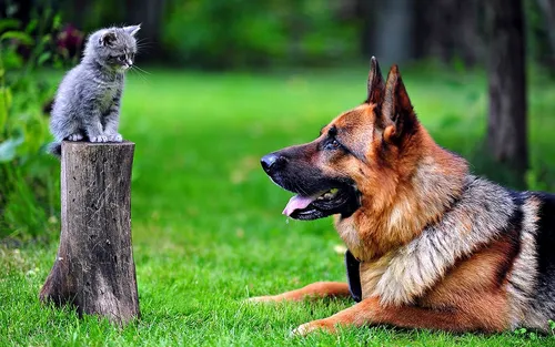 Немецкая Овчарка Обои на телефон собака и кошка сидят в траве
