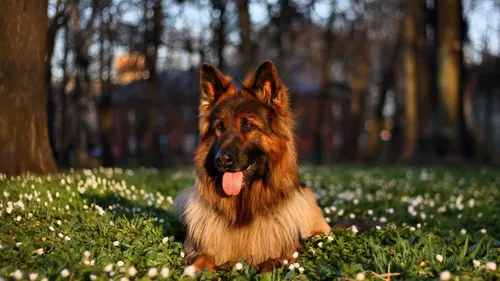 Немецкая Овчарка Обои на телефон собака сидит в цветочном поле