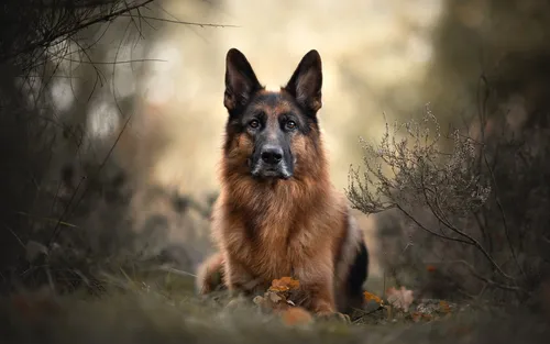 Немецкая Овчарка Обои на телефон собака сидит в лесу
