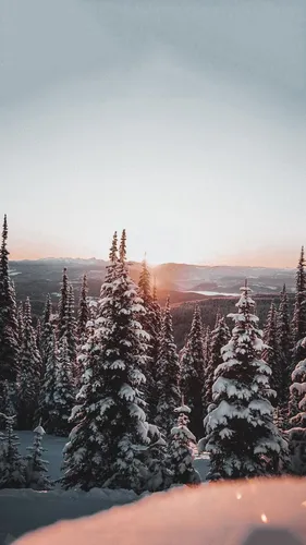 Новогодние Пинтерест Обои на телефон снежный пейзаж с деревьями