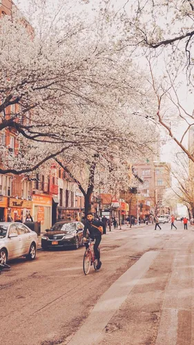 Новогодний Нью Йорк Обои на телефон человек, катающийся на велосипеде по улице с цветущими сакурами