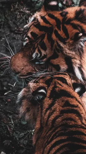 В Hd Качестве Обои на телефон тигр лежа