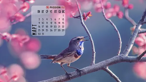 Календарь 2020 Обои на телефон птица на ветке
