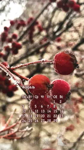 Календарь 2020 Обои на телефон крупный план некоторых ягод