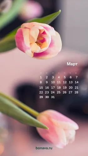 Календарь 2020 Обои на телефон цветок крупным планом