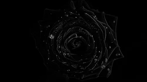 240Х320 Цветы Обои на телефон черно-белая фотография розы